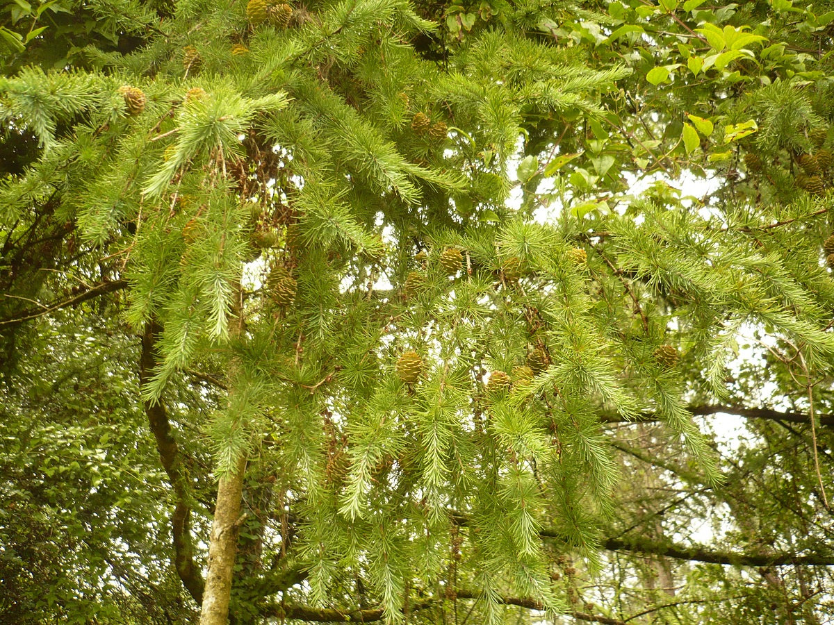 Larix kaempferi (Pinaceae)